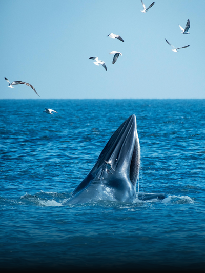 Whale Week Events