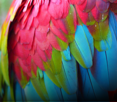 Fur, Feathers, & Scales